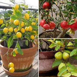 cloud farm Lemon Plant, Guava Plant, Pomegranate Plant-picture-14