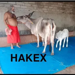 hakex COW MAT-Waterproof Rubber-Blue7 (Mat 8*5 Feet) BPA Free For Horse- Cow, Dog, Hamster, Guinea Pig, Miniature Pig Pet Mat-picture-12