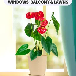 Kuber Industries Marble Titan Beige 18 Pieces Planters With Tray image 2