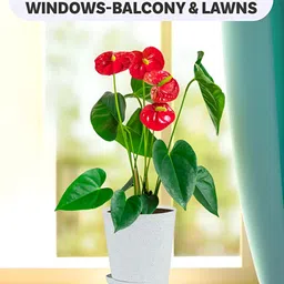 Kuber Industries Marble Titan White & Pink 24 Pieces Planters With Tray image 3