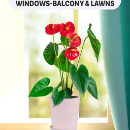 Kuber Industries Pink 24 Pieces Marble Finish Planters With Tray image 3