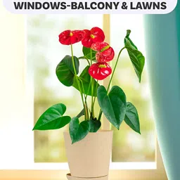 Kuber Industries Marble Titan Beige & Pink 6 Pieces Planters With Tray image 5