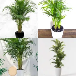 ibains Areca seeds pack of 19 Seed image 1