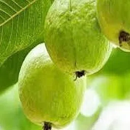 knursery Guava Plant-picture-24