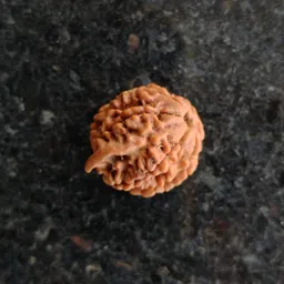 jupiter speaks 7 Mukhi Ganesh Rudraksha Nepal Lab Certified, 100% Original Seven Face Size Ruthratcham 17-19 mm Natural Brown Color for Men & Women Wood image 2