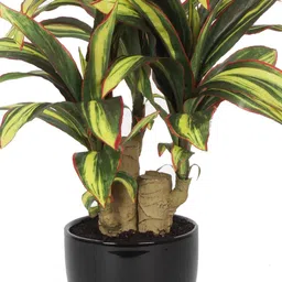 fourwalls Polyester Green & Yellow Calathea Bonsai With Ceramic Vase Artificial Plants image 4