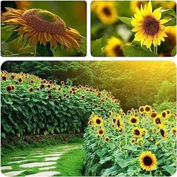 Sunflower Seed Mix Seed-image-93
