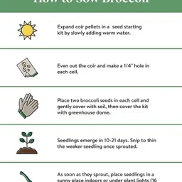 krishnasheed ® VLR-733 Roman Cauliflower, Fractal Broccoli Seed image 3