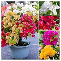 generic FloraPlax Beautiful Grafted Colourful Multi Bougainvillea Flower Dwarf Bonsai Plant Tree 4-5 colour || For Home Garden Outdoor & Indoor With Black Pot image 2