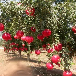 jarr Pomegranate Plant-picture-14