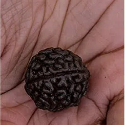 ceylonmine01 One Mukkhi Rudraksha With Lab Certificate 100% Original beads wood Wood image 2