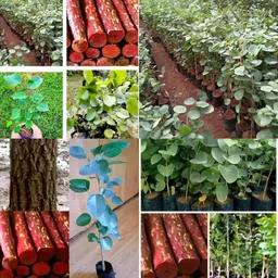ibains Red chandan seeds for plantation pack of 12 Seed image 2