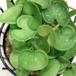 casacraft from pepperfry Green Polyester Artificial Bonsai Plant in Black Mettalic Pot image 5