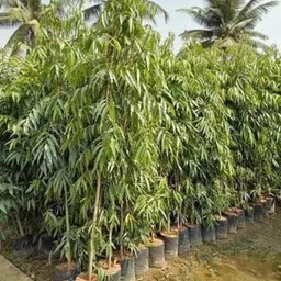 cloud farm Ashok Plant-picture-10