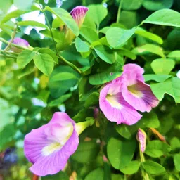 mahamaya a to z Aparajita seeds all colours, Mixed all colour , Double petal and single petal Seed image 3