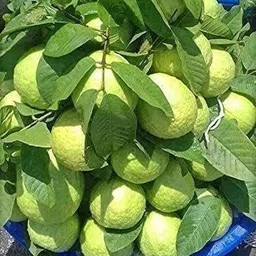 alogardening Guava Plant-picture-20