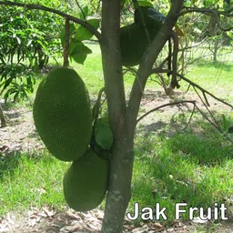 breezy blooms Jack Fruit Plant-picture-25