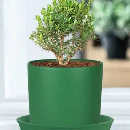 LASAKI Sara Green Ceramic Handmade Planter With Plate-picture-12