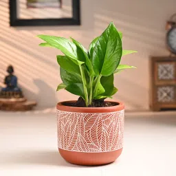 Money Plant In Stylish Terracotta Pot-picture-23