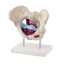 A-ONE SCIENCE Life Size Multicolor PVC Adult Female Pelvis With Muscles and Organs AOSBM19 image 3