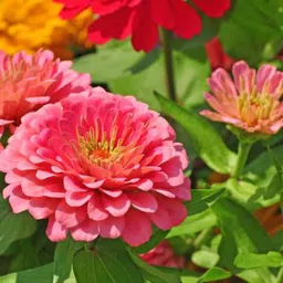 silba Zinnia Seed, Jinnia Seed, Zinia Bij Seed image 3