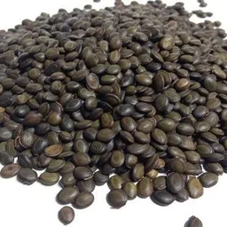 easyseeds Babul,Babool,Acacia Nilotica,Kikar,Gum Arabic,Karivelam Seed-picture-10