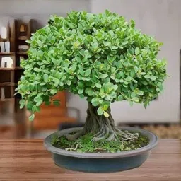 petalpath Ficus Bonsai-picture-15