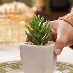 Pure Home and Living Green Plastic Potted Artificial Cactus - Medium-picture-42