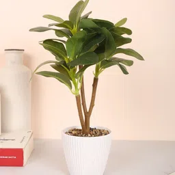 Home Bloom Green 1 Pieces Artificial Plant With Pot-picture-50