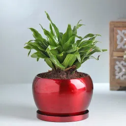 Dracena Compacta In Red Orchid Metal Pot-picture-23