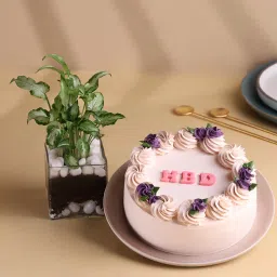 Syngonium Plant With Vanilla Birthday Cake-picture-31