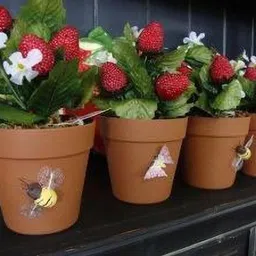 greenhousestore Strawberry Plant-picture-13