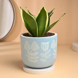 Lush Sansevieria Plant In Terracotta Pot-image-9