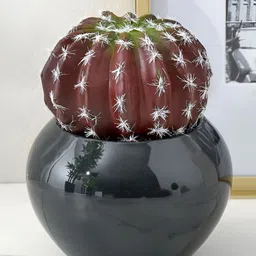 Home Centre Black & Brown Gloria Poco Cactus Succulent Artificial Plant With Ceramic Pot-image-96