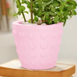Jade Plant In Concrete Heart Planter image 3