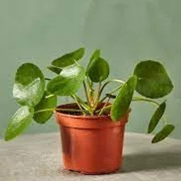 generic Mini coin grass live plant (pack of 1) image 5