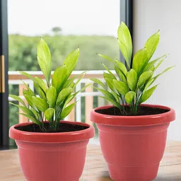 Kuber Industries Red 12 Pieces Versatile Sturdy Flower Planters image 4