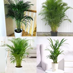 Arcea nut plant seed Full germination, clean seed pack of 12 Seed-image-20