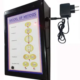 melody's Mitosis Low Cost Teaching Aid (LOCTAS) Biology. Science Model. image 4