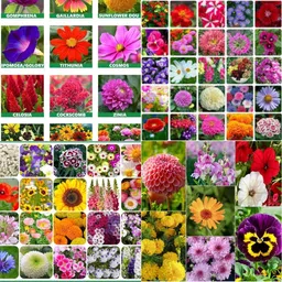 ibains All use combo flower seeds biij 220 Seed image 1