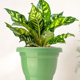 Kuber Industries 8-Pcs Black Durable Planters image 2