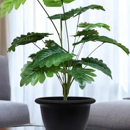 Go Hooked Artificial Monstera Deliciosa Plant with complimentary Nursery Pot-picture-22