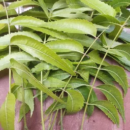 esuddhdeshi Toothpick Holder image 2