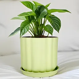 LASAKI Flona Lime-Green Ceramic Handmade Planter With Plate-picture-23