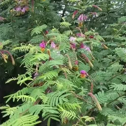 evy Shami/Jand Plant image 3