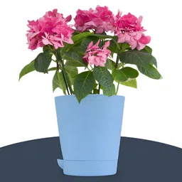 Kuber Industries Marble Titan White & Blue 18 pieces Planters With Tray image 3