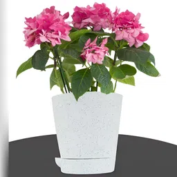 Kuber Industries White & Peach 12 Pieces Marble Finish Planters With Tray image 3