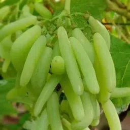 cloud farm Grape Plant-picture-27