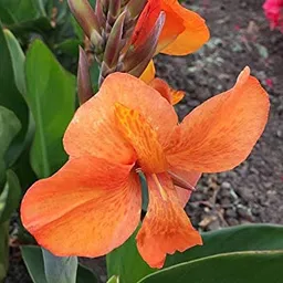 radha krishna agriculture Radha Krishna Agriculture™ Imported Excellent Quality Mix Colour Canna Lily, Canna indica Flower Bulbs for Home Outdoor Gardening Plants Flowering Bulbs (Pack Of 2) image 4