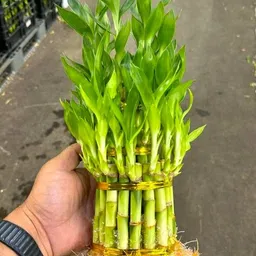 giftzhub Three Layer Bamboo Plant-picture-10